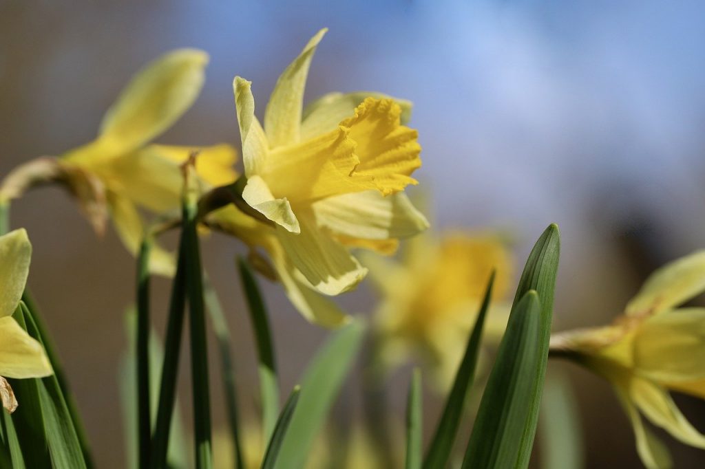 daffodils, easter bells, narcissus-7873792.jpg
